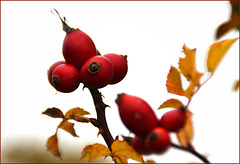 Rosa canina dollybusteri