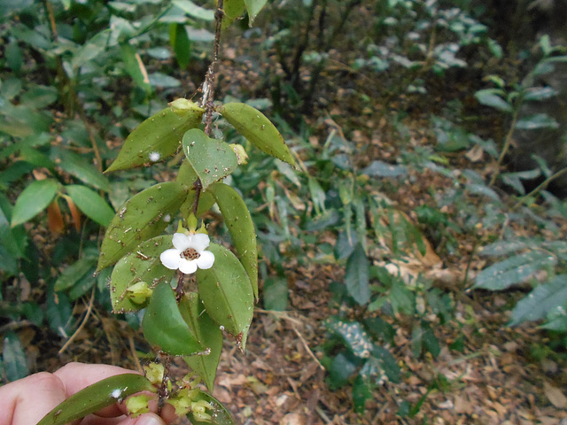 DSCN1310 - Codonanthe gracilis, Gesneriaceae
