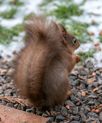 Red Squirrel