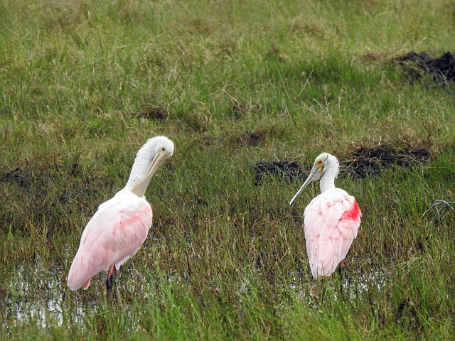 Day 2, Roseate Spoonbills / Platalea ajaja