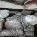 turvey church, beds  (22)c16 tomb with effigies of 2nd lord mordaunt +1571 and his two wives