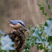 Nuthatch 2 (3)