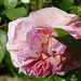 Image d'une rose éplorée.