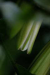 DSCF2040