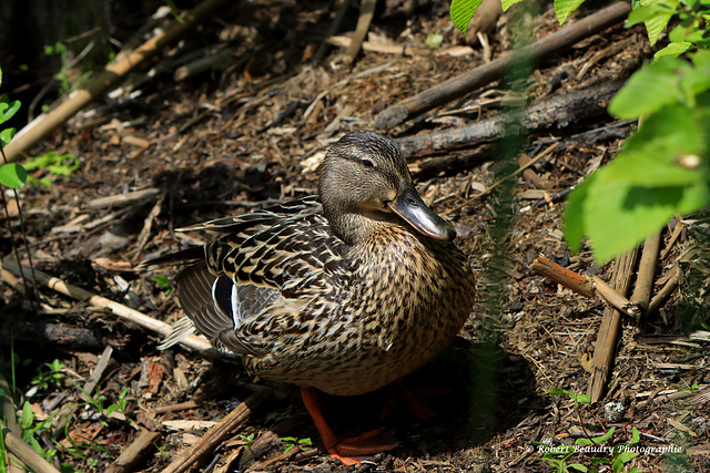 Canard colvert ( femelle )