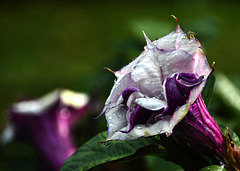 La datura