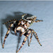 IMG 9639 Zebra Spider