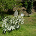 Bulgaria, Blagoevgrad, Flowering Bush and the Stone with Memorial Sign in the Park of Bachinovo