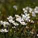 It's time for the most beautiful wild Flower I know: Parnassia palustris...