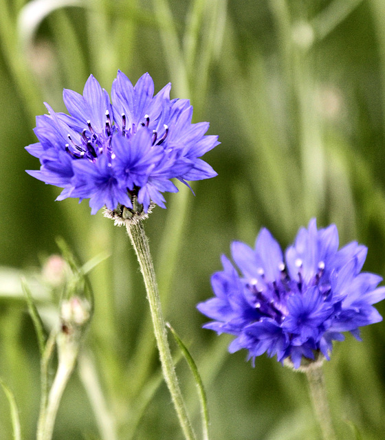 Kornblumen
