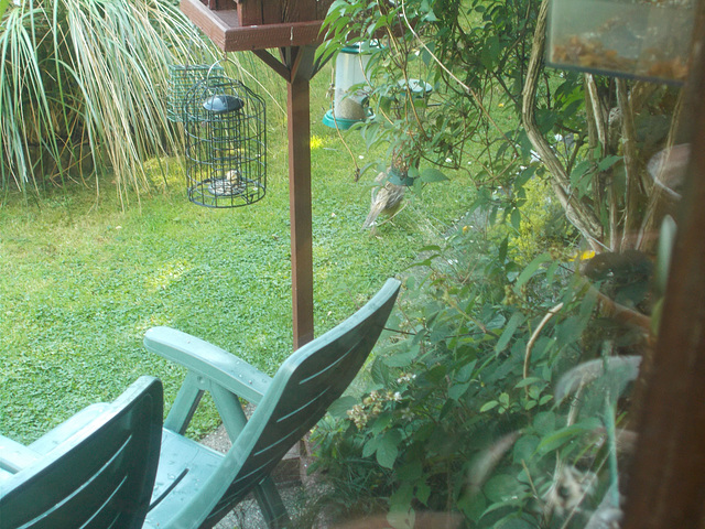 baw - bird-table visitor