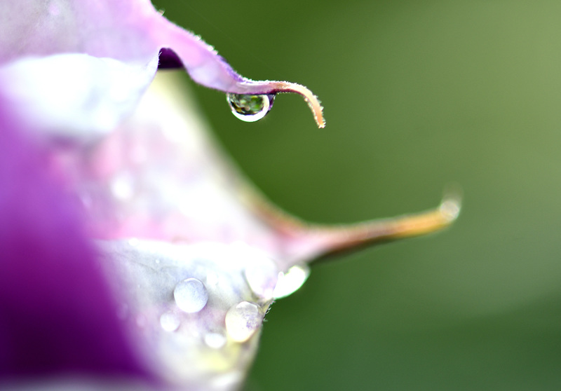 la goutte d'eau