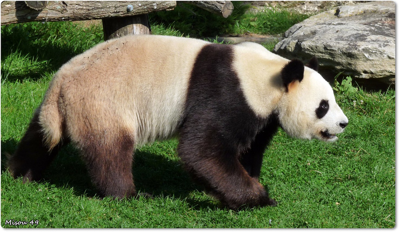 ZOO de BEAUVAL