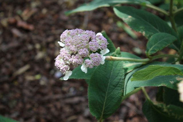 Hydrangea (1)