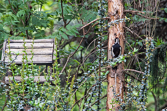 20160526 1765VRAw [D~LIP] Buntspecht (Dendrocopos major), Bad Salzuflen