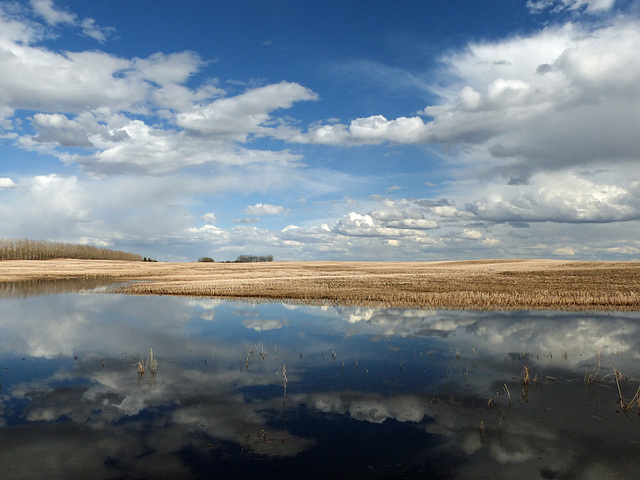 Wetland reflection