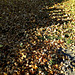 Uh-oh, it's the King of Leaves