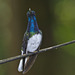 Humming bird EF7A5719