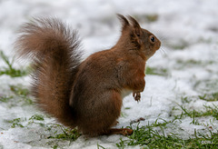 Red Squirrel