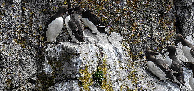 20190614 5192CPw [R~GB] Tordalk,Trottellumme,  Castlemartin Range, Wales