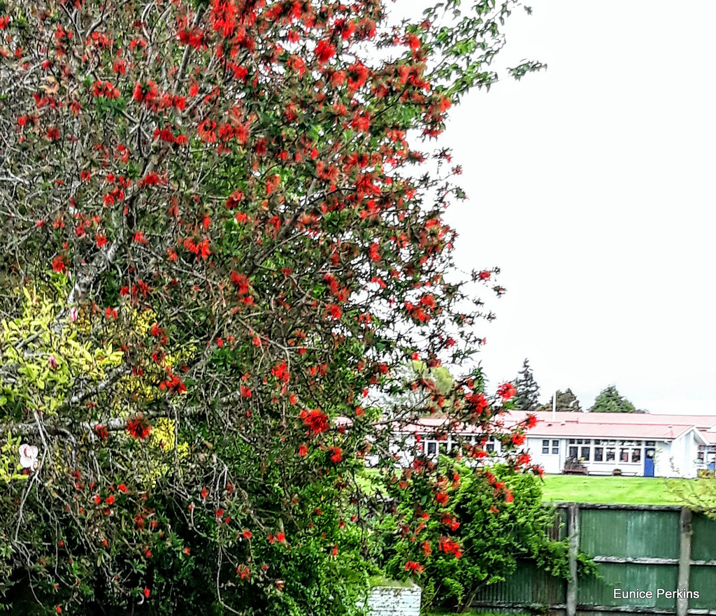 Our back Fence.