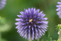 Kugeldistel mit kleiner Wanze