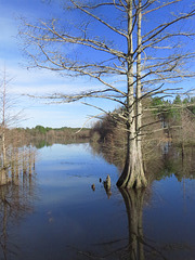 Doyle Arm, Noxubee National Wildlife Refuge