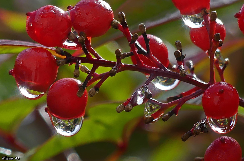 Dans mon jardin