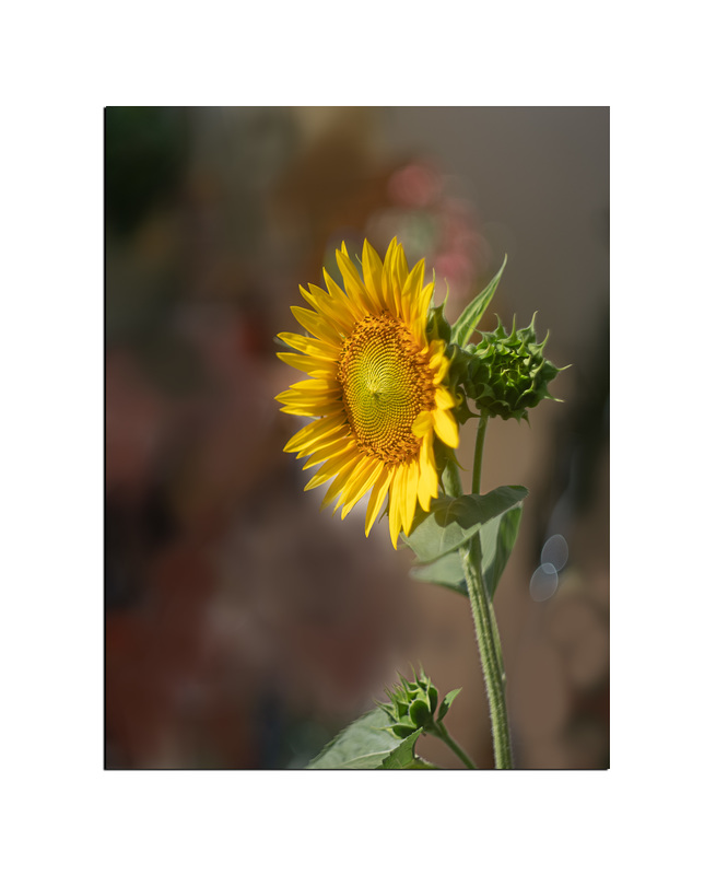 Tournesol