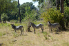 Zambia, Mosi-oa-Tunya National Park, Zebras in the Forest on the Sunny Edge