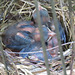 Baby cardinals