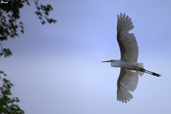 Grande aigrette