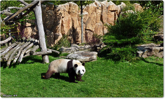 ZOO de BEAUVAL ZOO de BEAUVAL