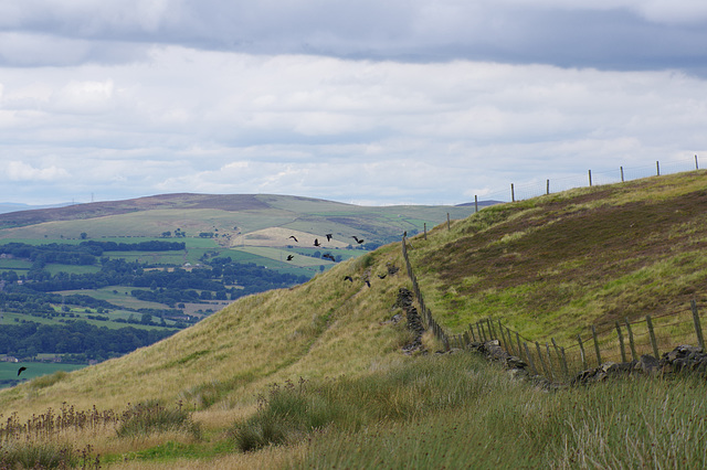 Rooks on Combes Edge