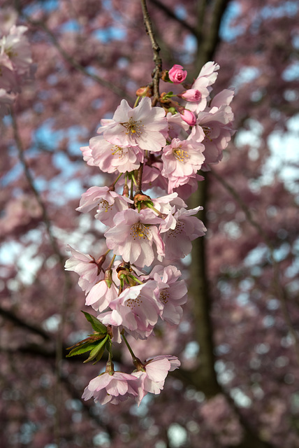 BELFORT: Fleurs de cerisiers ( Prunus serrulata ). 08