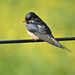 Barn Swallows