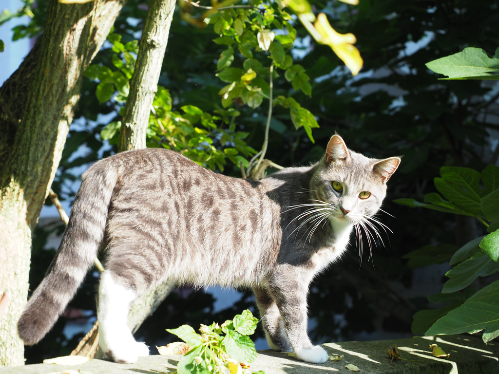 If you please, tell me where's Mowgli! …
