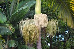 Areca nut Inflorescence ~ ಬಿಂಗರೋ