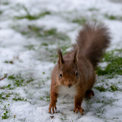 Red Squirrel