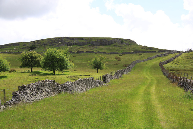 Carnau Gwynion