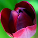 Tulpe Dark Red
