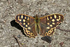 Speckled Wood - Pararge aegeria