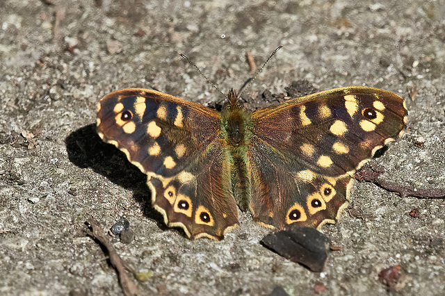 Speckled Wood - Pararge aegeria