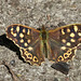 Speckled Wood - Pararge aegeria