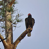 Turkey vulture