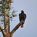 Turkey vulture