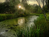 ON GREEN POND