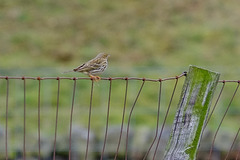 Meadow Pipit
