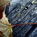 Leaf with nails