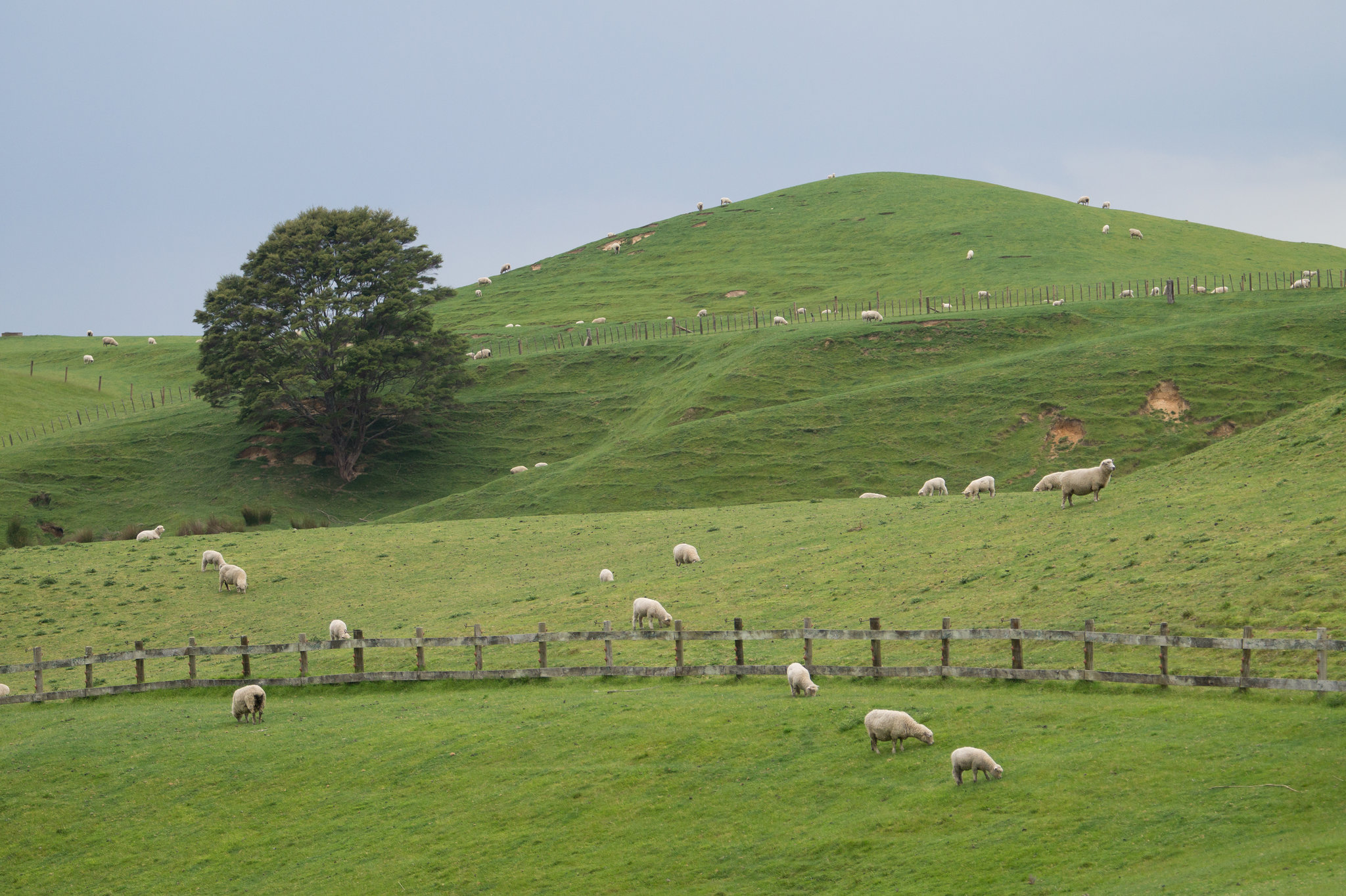 Neuseeland - Hobbiton Movie Set